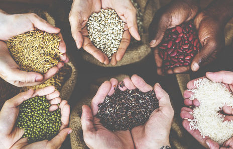 Open Source Seed Systems Centre For Sustainable Agriculture